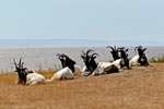 Goats